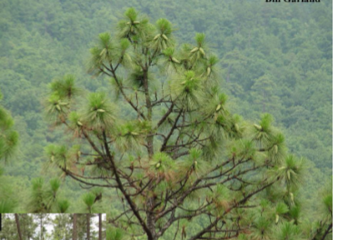 <p>-basketball needle clusters</p><p>-lacks lower branches</p><p>-largest cone</p><p>-3 needles per bundle</p><p>-bark is thick reddish and scaly</p><p>-juveniles look like clump of grass then rocket to head heigh in a year</p><p></p>