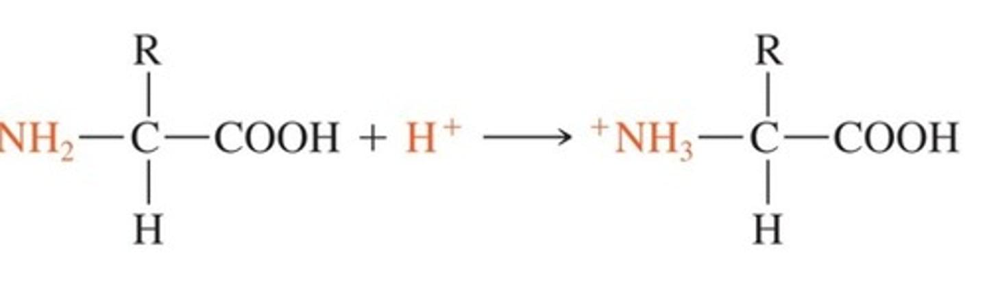 <p>the free amine group picks up a proton to act as a base</p>