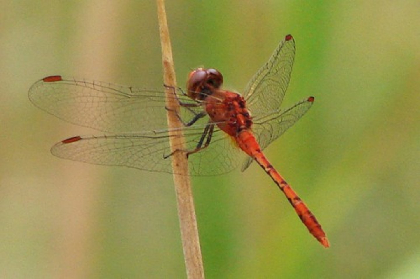 <p>Along with Damselfly</p>