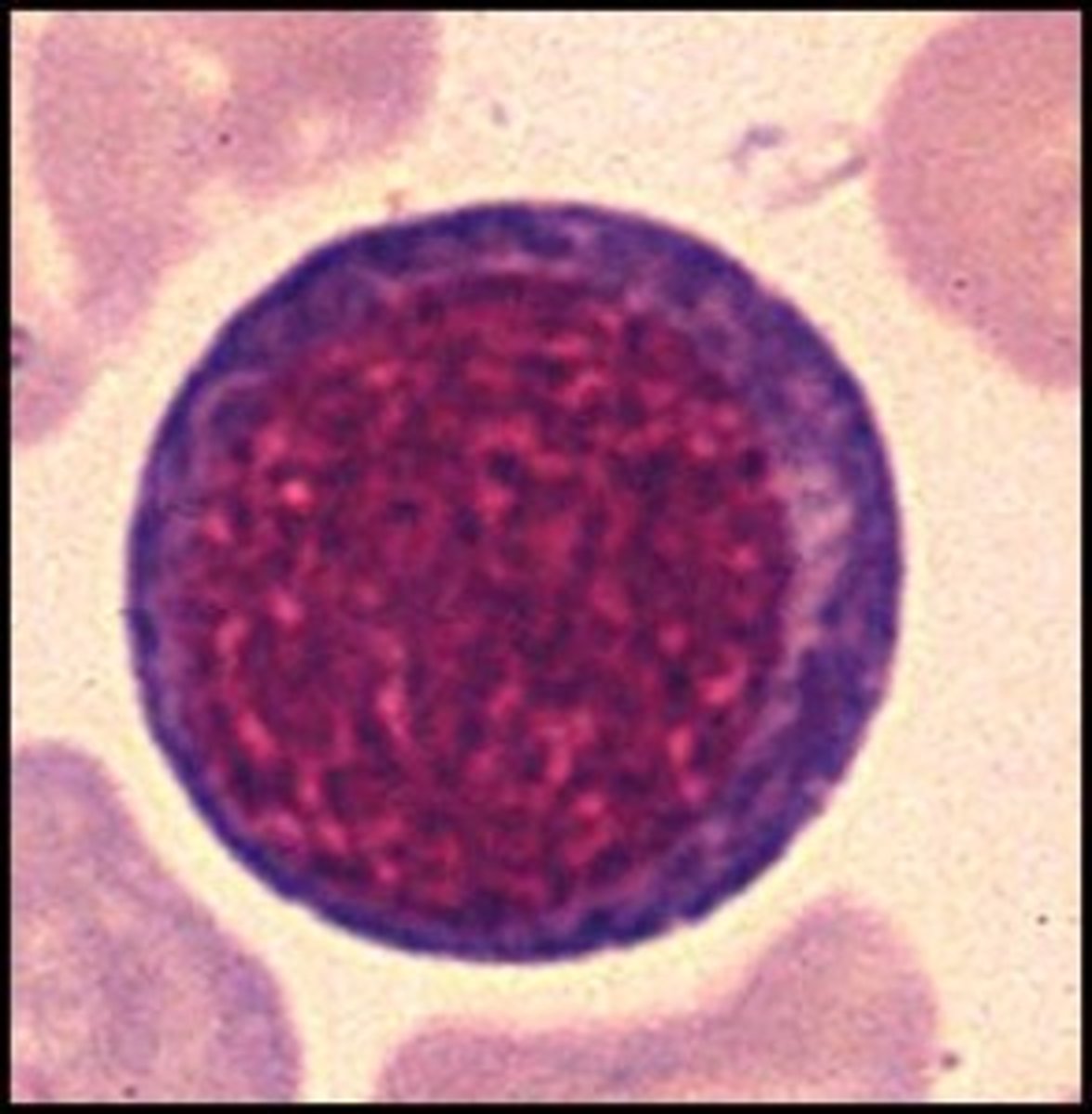 <p>Second stage of RBC maturation. These cells are smaller than Rubriblasts and have a denser cytoplasm with no visible nucleus</p>