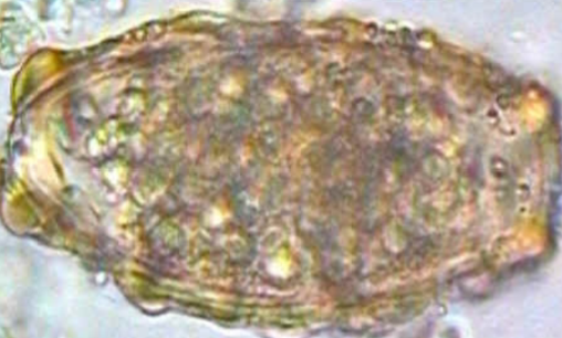 term image