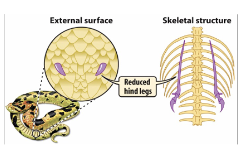 <ul><li><p>sauropsida→ reptilia → diapsida→ lepidosauria→ squamates→ lizards + ________</p></li><li><p>snakes</p></li><li><p>~3400 sp</p></li><li><p>can be small (threaded snakes 6”) or v long (pythons 27-29ft)</p></li><li><p>obligate carnivores (must eat other animals/meat to survive)</p></li><li><p>synapomorphies:</p><ul><li><p>elongate</p></li><li><p>limbless</p></li><li><p>scales</p></li><li><p>vestigial pelvis</p><ul><li><p>not all, but some males have claws to scratch female to let her know to mate</p></li><li><p>remnants of hindlimbs, vestigial structure&nbsp;</p></li></ul></li><li><p>carnivorous&nbsp;</p></li><li><p>kinetic skulls</p></li><li><p>recurved teeth&nbsp;</p></li></ul></li></ul><p></p>