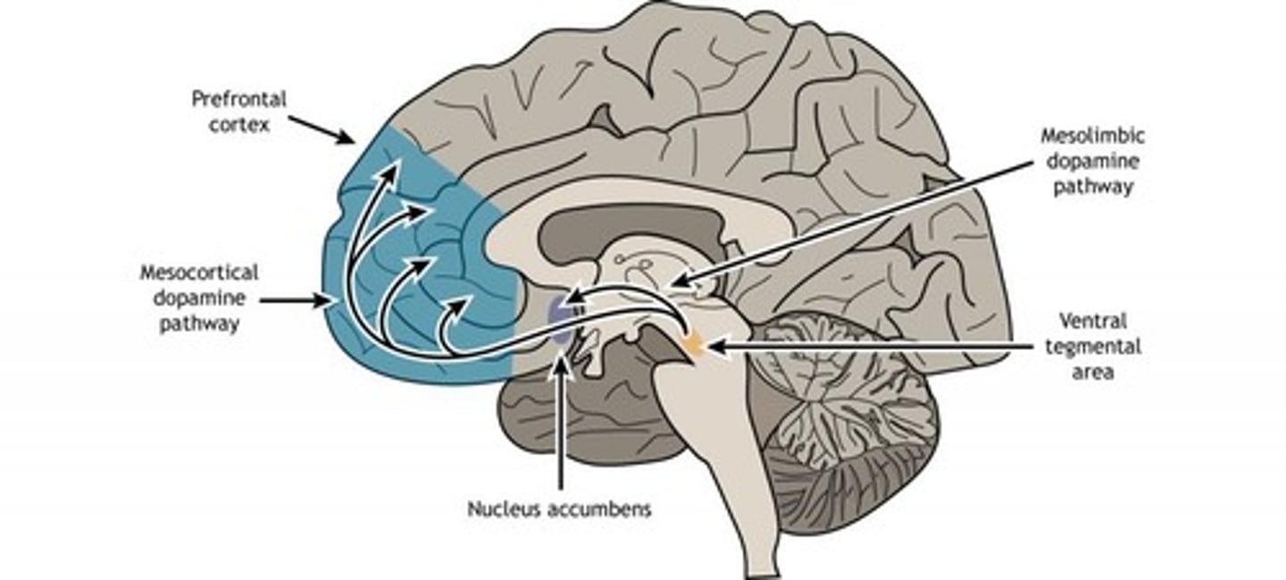 <p>Detects rewards; influences memory and behavior.</p>