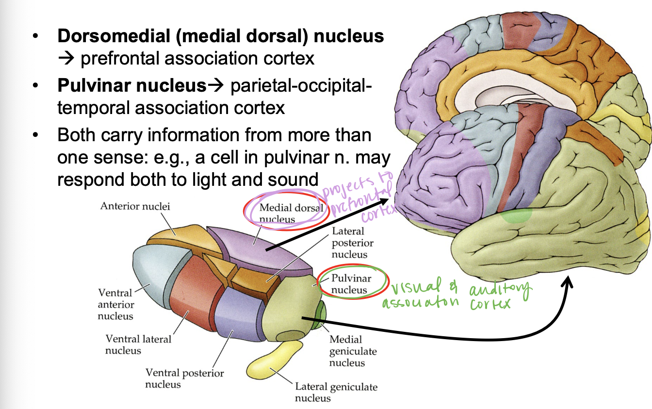 <p>prefrontal association cortex</p>