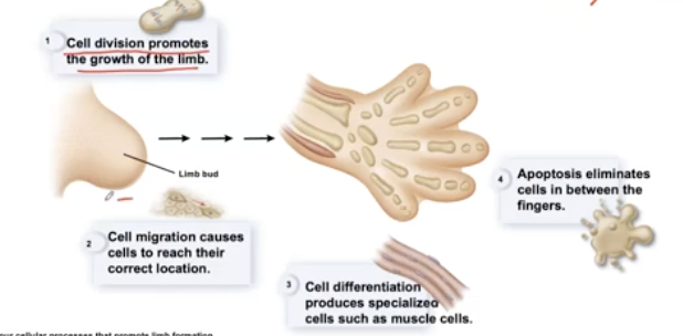 <ol><li><p>Cell division promotes the growth of the limb</p></li><li><p>Cell migration causes cells to reach their correct location.</p></li><li><p>Cell differentiation produces specialized cells such as muscle cells.</p></li><li><p>Apoptosis eliminates cells in between the fingers</p></li></ol><p></p>
