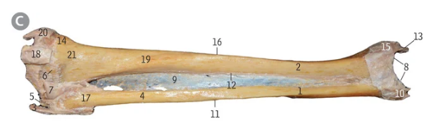 <p>15</p>