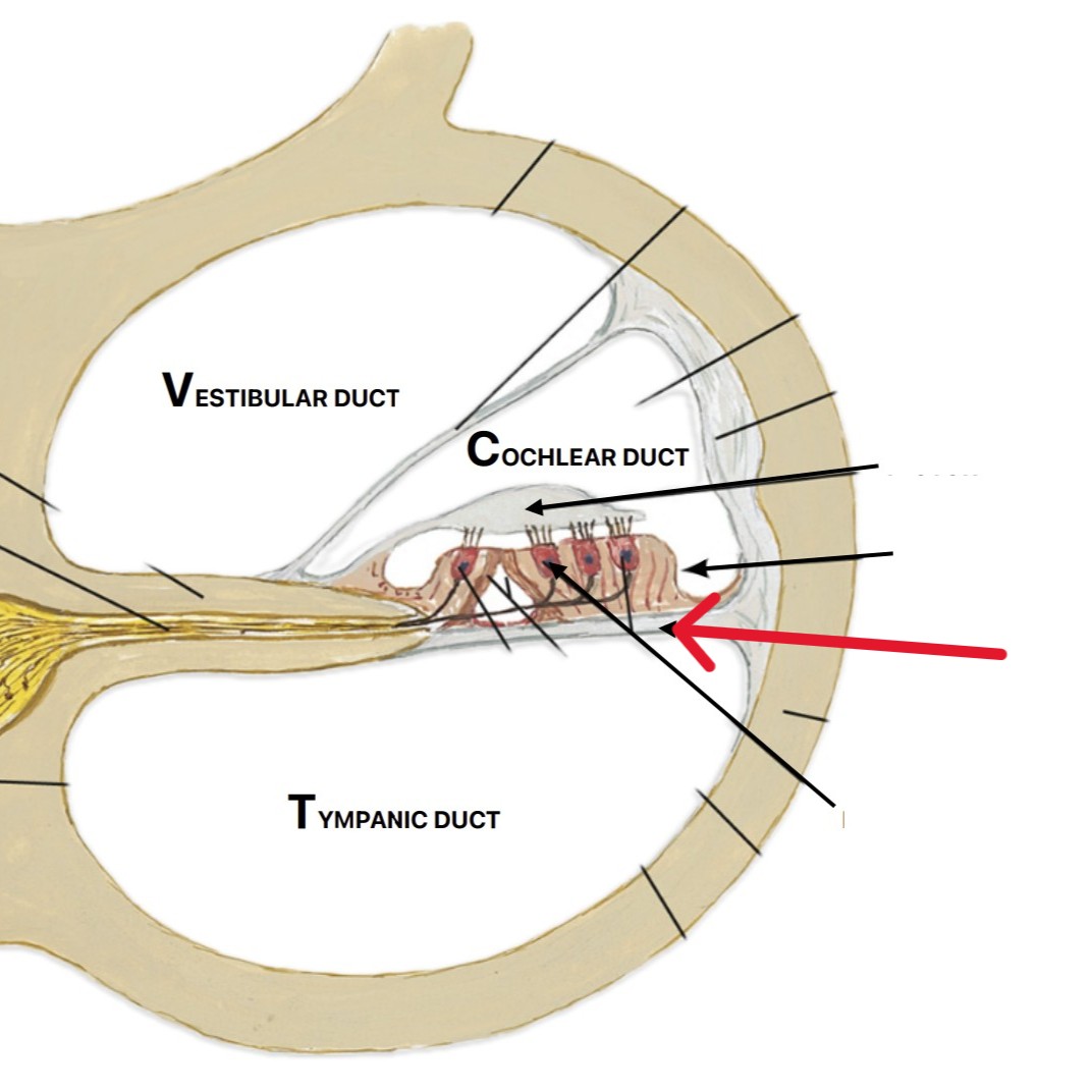 <p>Which part of the ear is:</p><ul><li><p>Supports organ of corti</p></li></ul><p></p>
