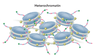 <p>a dense form of chromatin composed of mostly noncoding DNA </p>