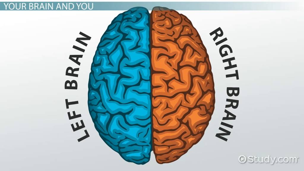 <p><span style="font-family: Arial, sans-serif">interior is filled mainly with axons connecting the cortex to other regions of the brain</span></p>