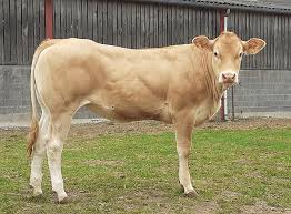 <p>france, blonde, heavy muscle, high rate of gain, good in feedlots</p>