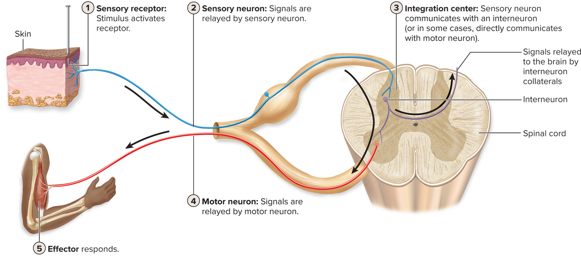 <p>Five Steps in a Reflex Arc</p>