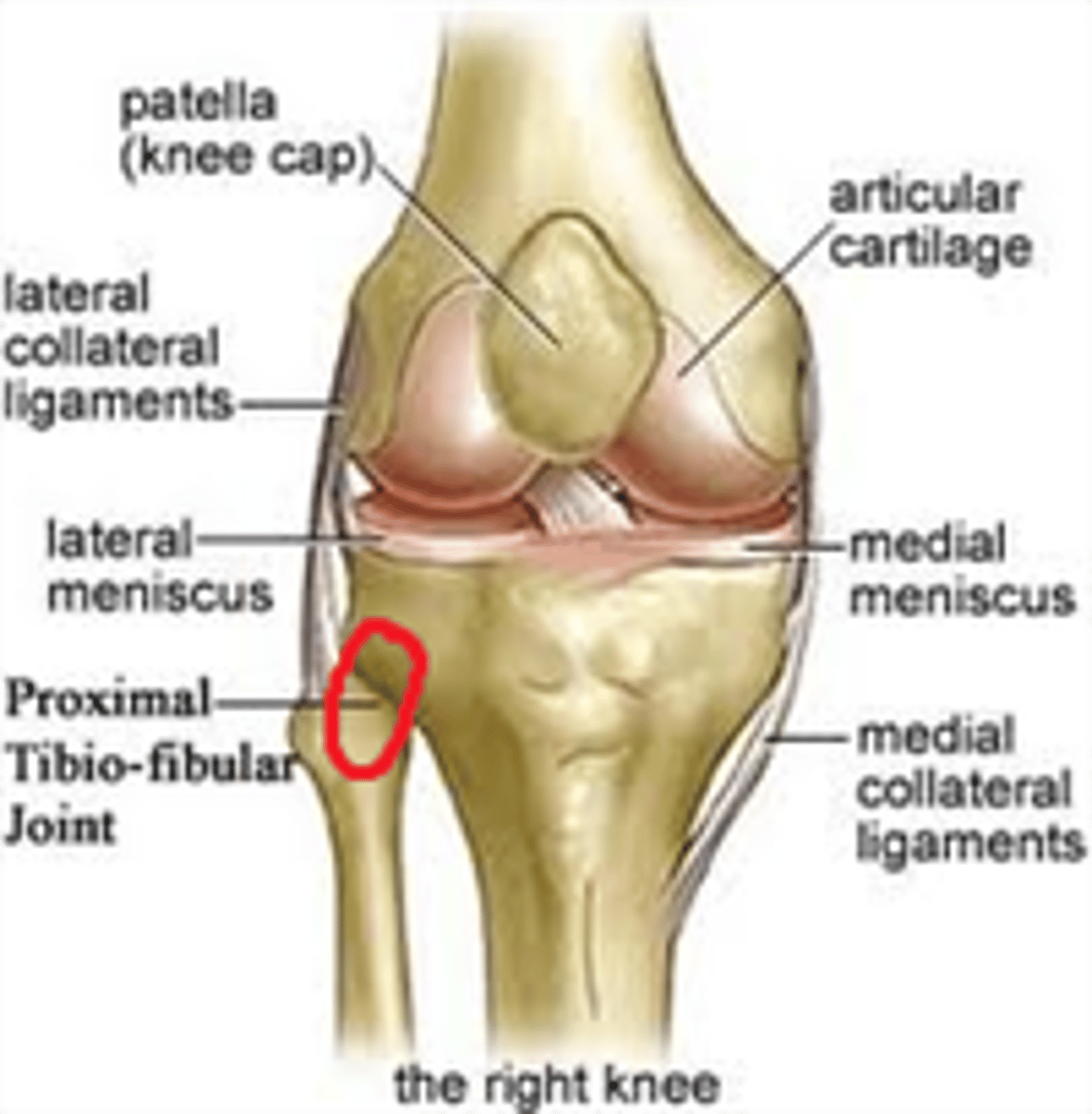 <p>Moving component: fibula, concave moving on convex, osteo/arthrokinematic motion occurs in the same direction</p>