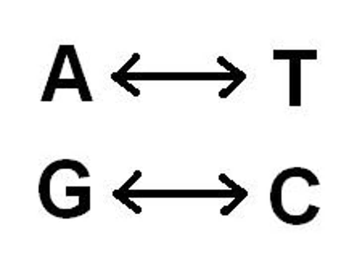 <p>In DNA, T pairs with A; G pairs with C;</p><p>RNA, U pairs with A and G pairs with C</p>