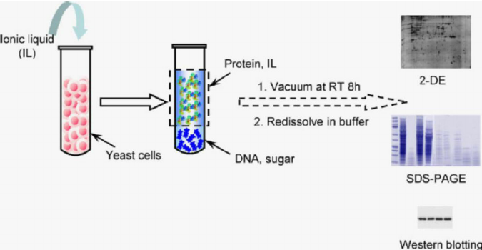 protein extraction