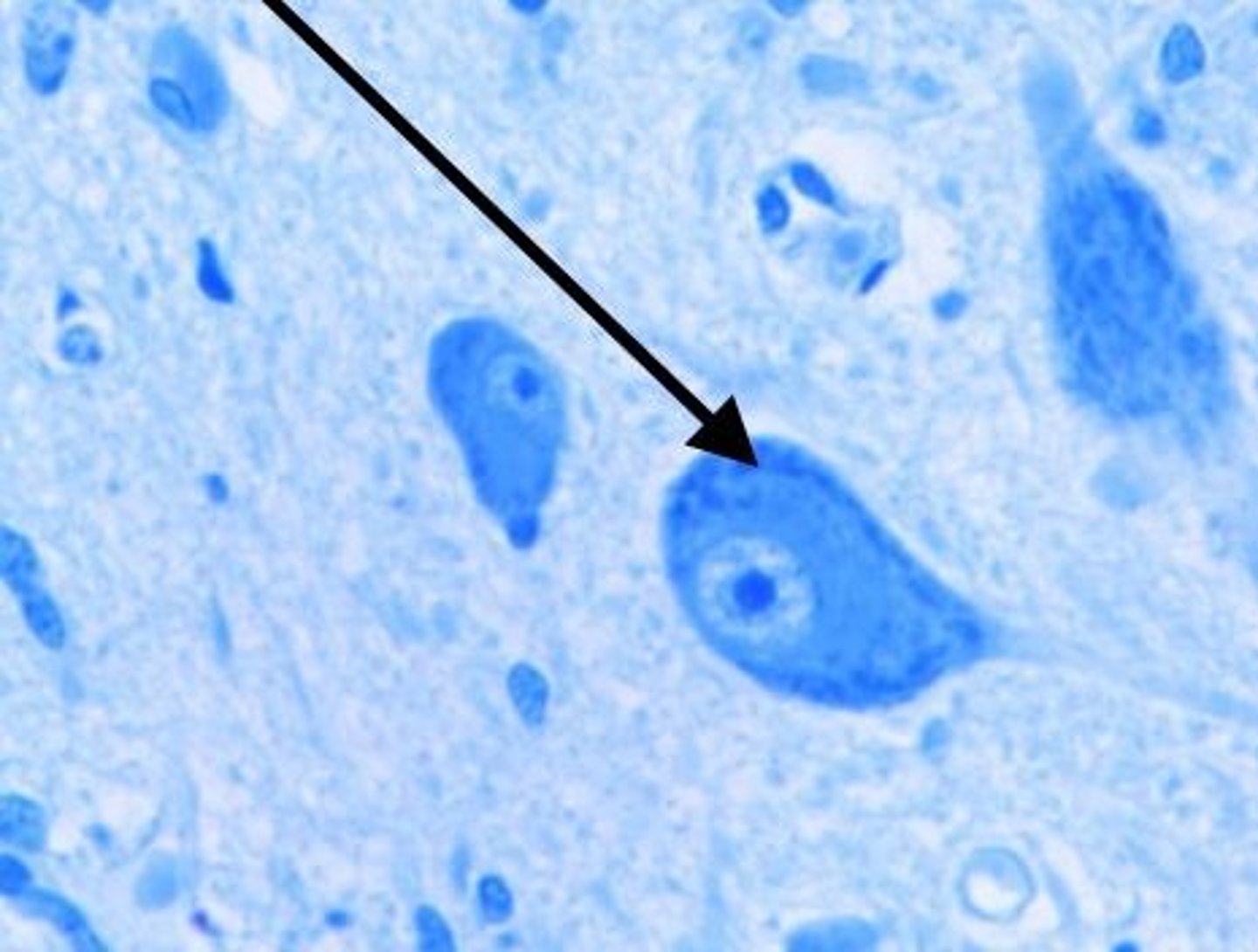 <p>RER and free ribosomes in neurons = sites of protein synthesis </p>