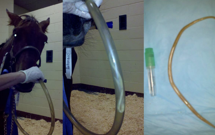 <p>weanlings, ages 4-24 months</p>