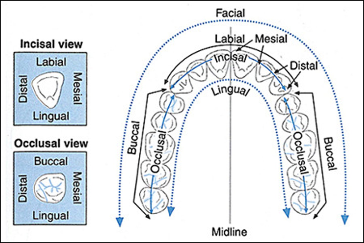 <p>surface of the tooth closest to the face; may be called the buccal or labial surface.</p>