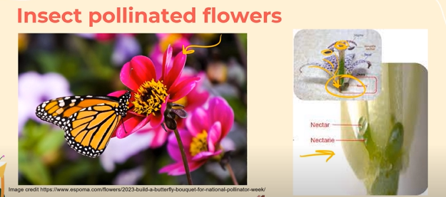 <p>They have very LARGE and BRIGHTLY COLORED petals that give off a scent to attract pollinators. <br><br>The Pollen Grains are large and spiky so that they can stick to the bodies of the bees and other pollinators<br><br>They have nectaries on their stems which secretes nectar, a type of sugar water. But these nectaries are found pretty deep, somewhere near the bottom of the step, which encourages pollinators to really stick their bodies into the pollen grains so the grains can stick to their bodies.<br><br>They have large, sticky Stigmas that help collect the pollen grains from other flowers</p>