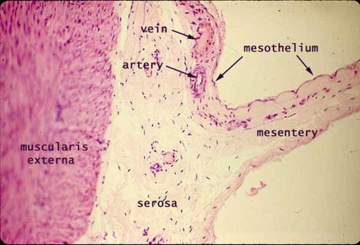 <p>Simple squamous epithelium of serous membranes in ventral body cavity.</p>