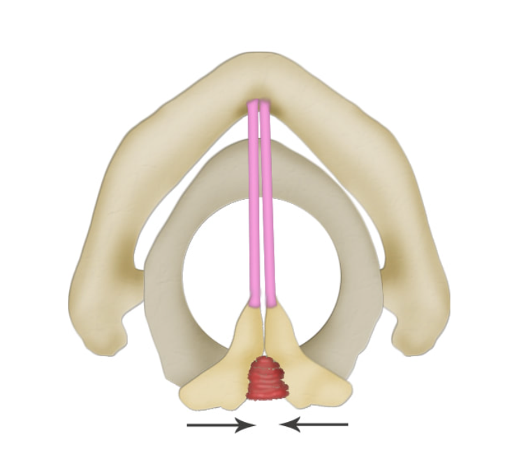 <p>what is this muscle? what does it do?</p>