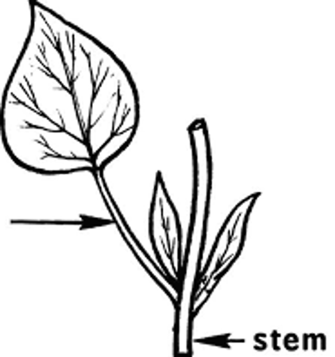 <p>What is the term used for this leaf part? (arrow)</p>
