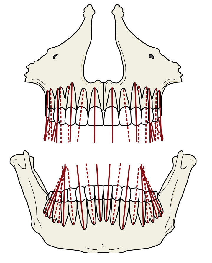 <p>is an imaginary line representing the long axis of a tooth.</p>