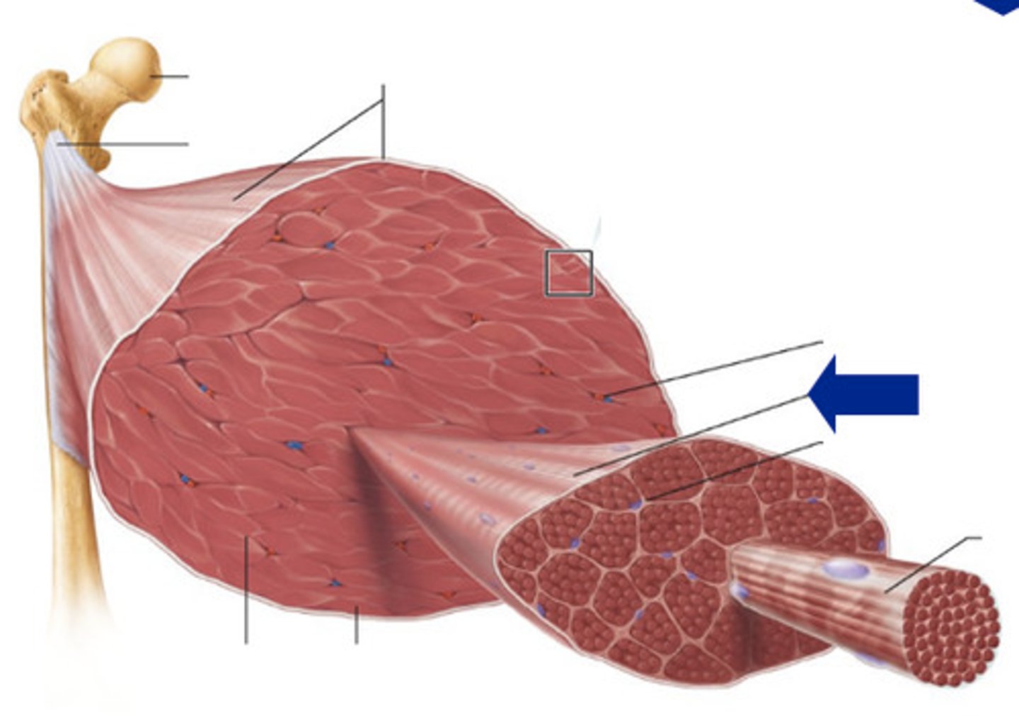 <p>Bundles of skeletal muscle fibers encased by perimysium, serving as structural and functional subunits within a muscle to coordinate contraction.</p>
