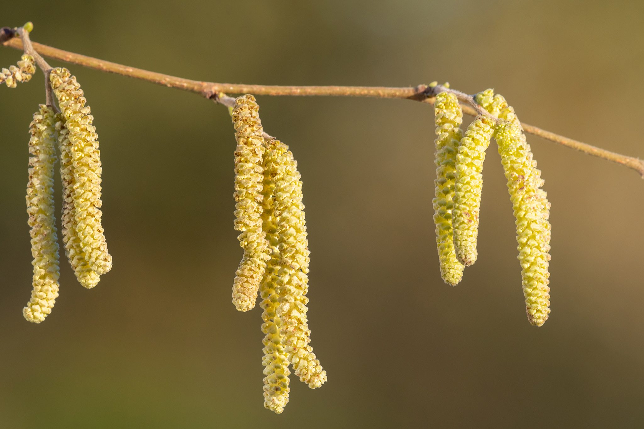 <p>a compound bloom consisting of scaly bracts and flowers usually of one sex</p>