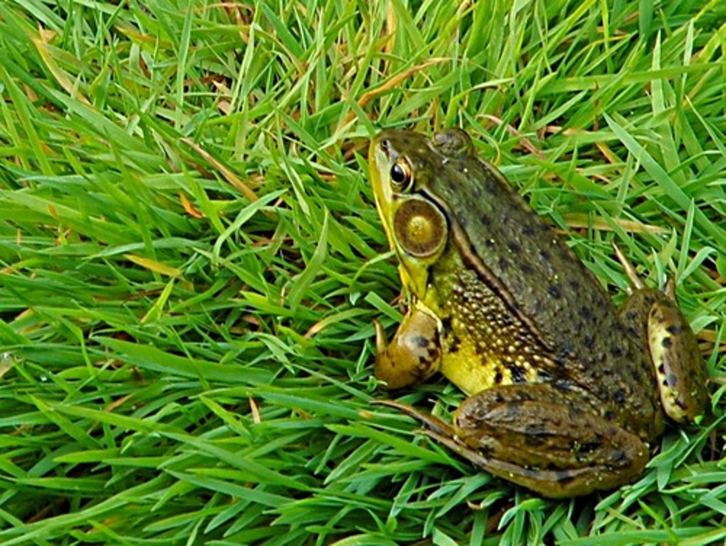 <p>Lithobates clamitans</p><p>Order: Anura</p><p>Family: Ranidae</p>