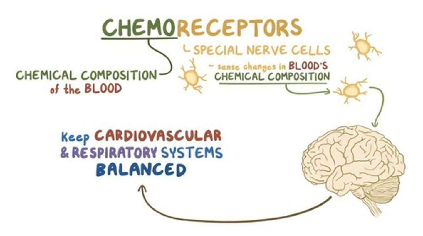 <p>Receptors that sense changes in the concentration of substances, such as CO2 in the blood.</p>