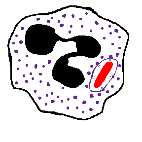 <ol><li><p>What is engulfed here?</p></li></ol>
