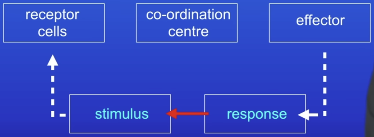 <ol><li><p>Receptor cells</p></li><li><p>Coordination centres</p></li><li><p>Effectors</p></li></ol>