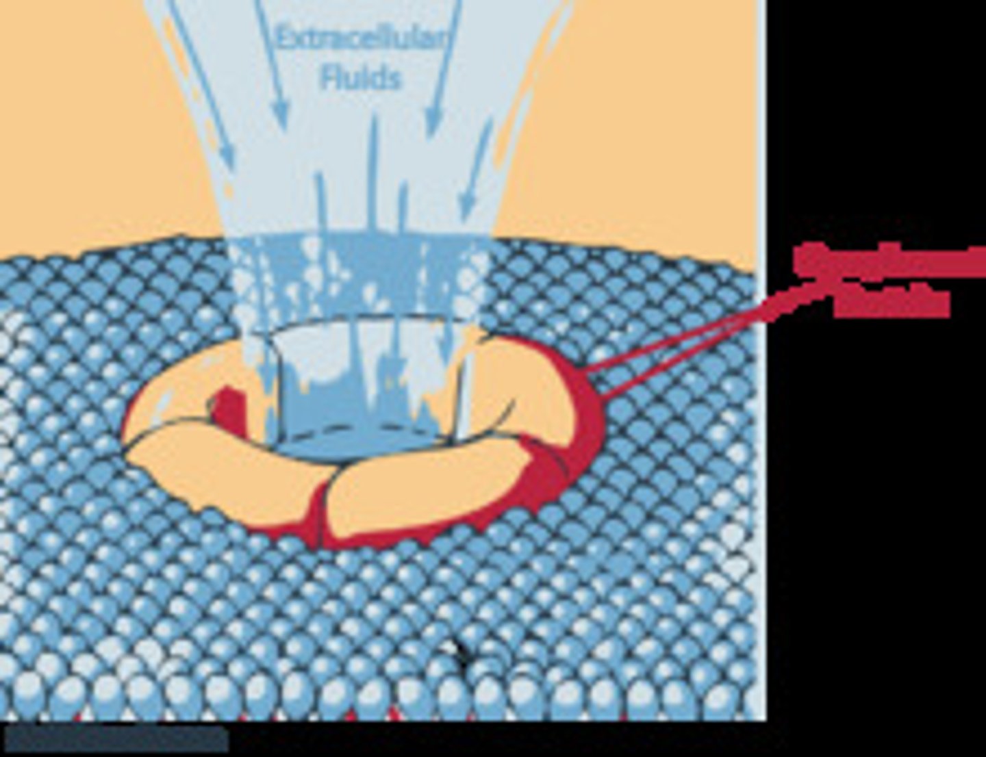 <p>end result of complement activation, directly attacks pathogen by poking holes (polymerizing C9)</p>
