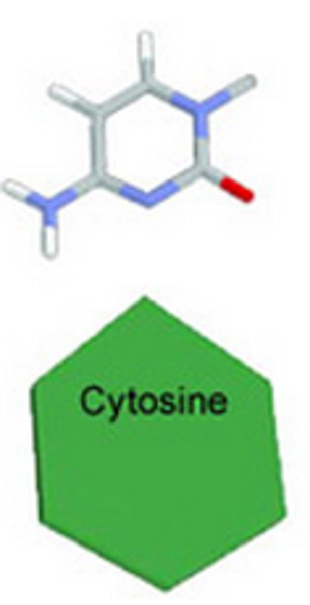 <p>one of the bases of DNA that binds with guanine.</p>