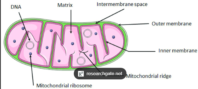 <p>A proton gradient across the <strong>INNER Mitochondrial membrane</strong></p>