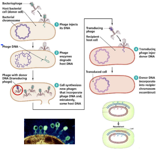 <p>a bacteriophage (a bacteria infecting virus) can transfer some DNA from its previous host into the recipient host cell</p><p>normally, phages only hold phage DNA, but sometimes the new phage protein coat accidentally carries some bacterial DNA, instead</p>