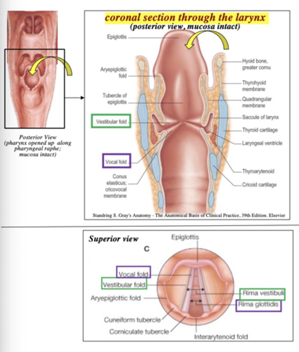 <p>Rima vestibuli</p>