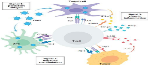<p>1) Permanencia del antígeno en infeccion cronica o Tumor</p><p>2) IL10 Anti-inflamatoria</p><p>3) CTLA-4 PD1L (inhibidores)</p><p></p><p>Inducen a la: ANERGIA</p><p>Linfocitos T exhaustos son DISFUNCIONALES</p><p></p>
