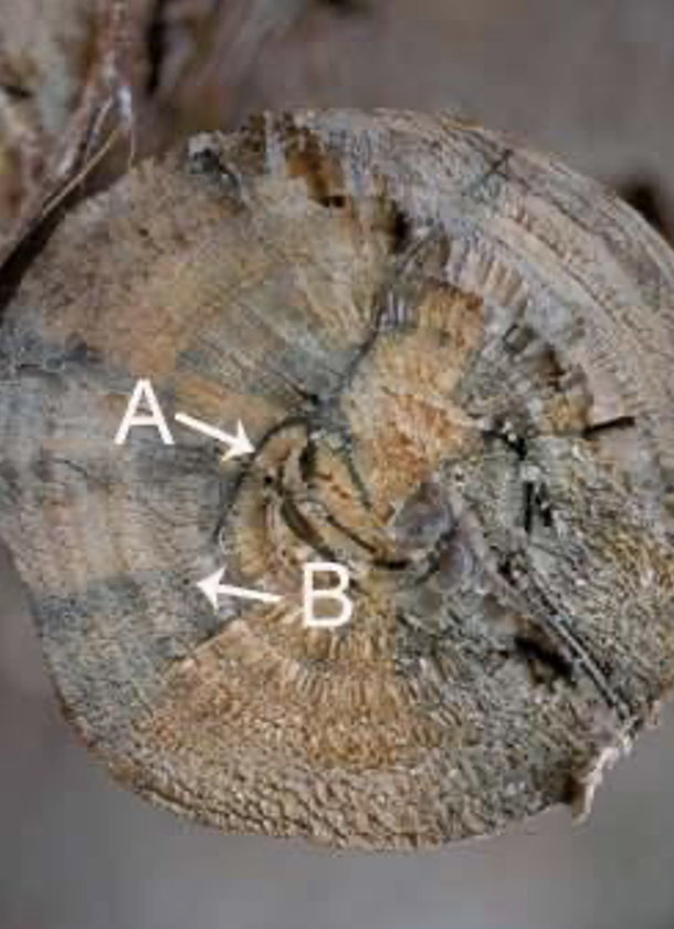 <p>Ambrosia beetle characteristics</p>