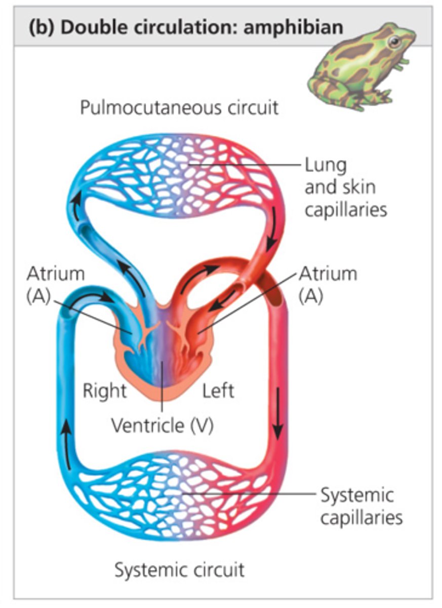 <p>3 chambers: two atria and one ventricle. Blood pumps through the heart twice. The ventricle is not quite divided, so some of the oxygenated blood gets mixed with the deoxygenated blood and goes back to the lungs and heart. Pulmocutaneous.</p>