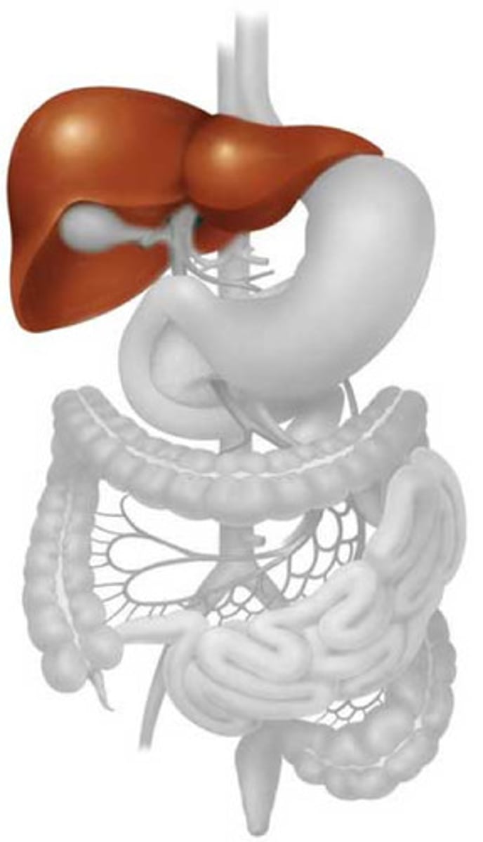 <p>Stores excess glucose as glycogen</p><p>A large solid organ that lies in the right upper quadrant immediately below the diaphragm; it produces bile, stores glucose for immediate use by the body, and produces many substances that help regulate immune responses.</p>