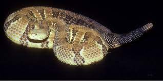 Crotalus horridus
