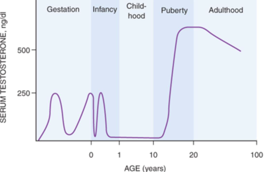 <ul><li><p>LH is release in the pulses of 2h interval </p></li><li><p>Peak LH pulse is in the morning </p></li><li><p>peak testosterone levels at 8AM lowest at 8PM</p></li></ul><p></p>