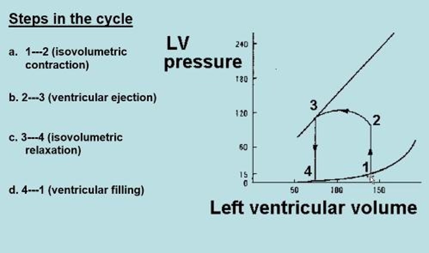 <p>1. Isovolumetric contraction, 2. Ventricular ejection, 3. Isovolumetric relaxation, 4. Ventricular filling.</p>