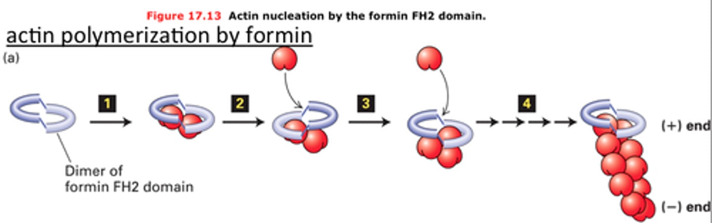 <p>nucleates assembly and remains associated with the growing plus end</p>