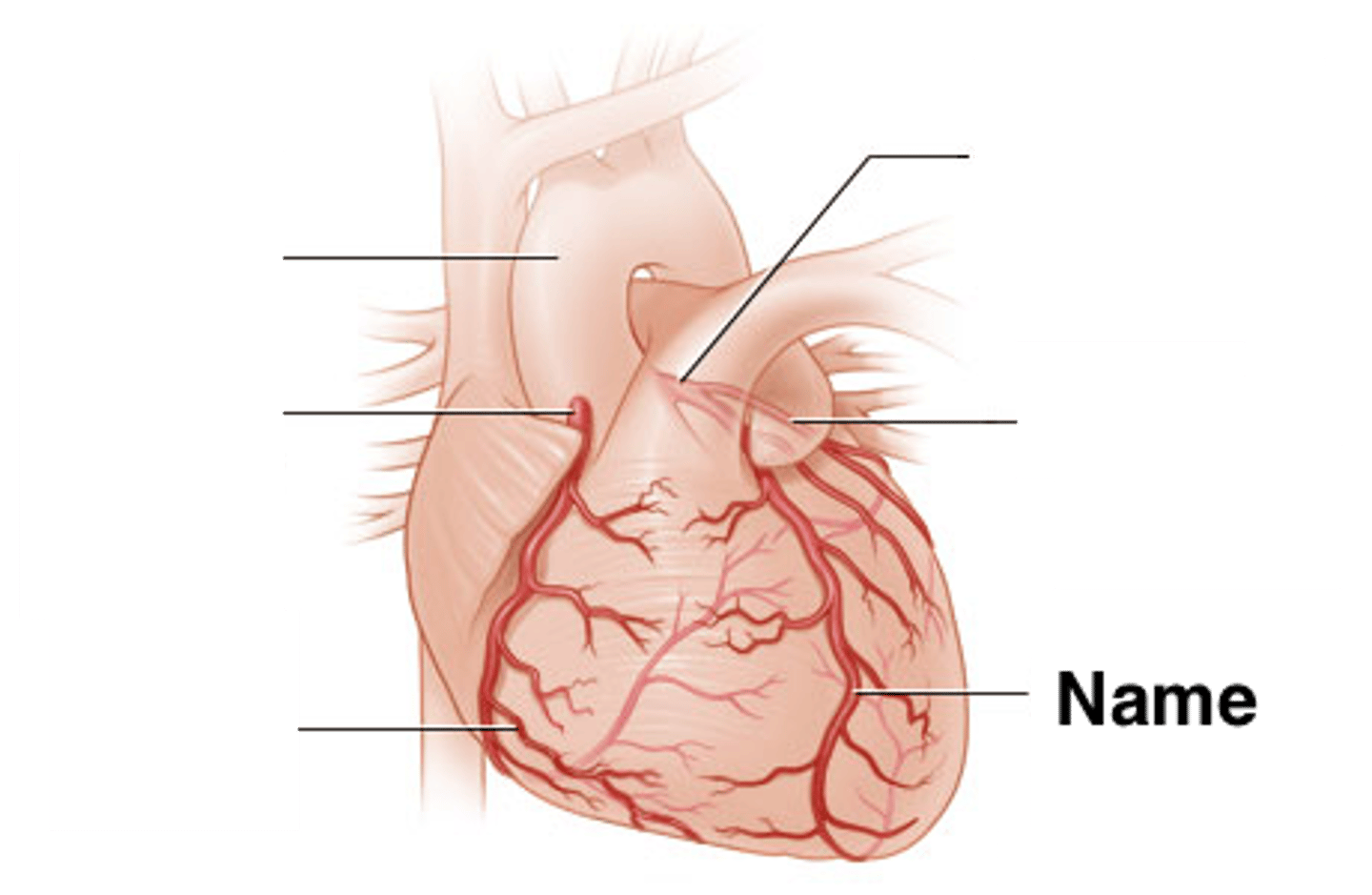 <p>supplies blood to the front and bottom of the left ventricle and the front of the septum</p>