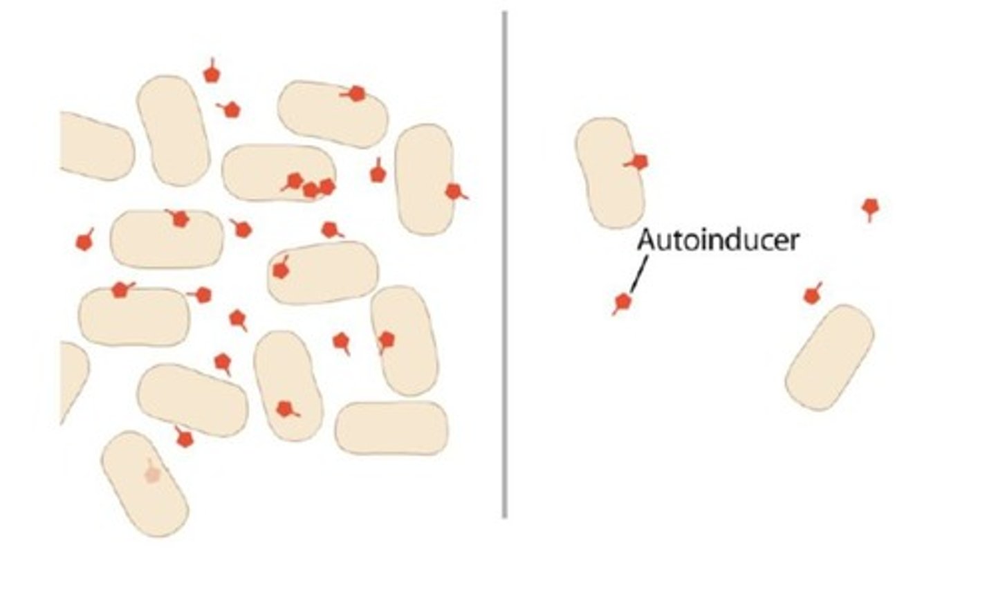 <p>Cell-to-cell communication in bacteria mediated by signaling molecules that regulate gene expression based on cell density.</p>
