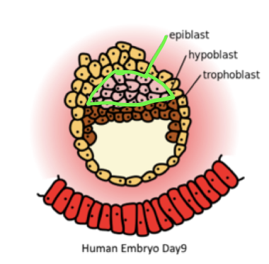 * in the epiblast prior to gastrulation
* requires inductive signalling
* moved to a yolk sac where they’re determined
* PGCs re-enter the embryo and migrate to the developing gonads