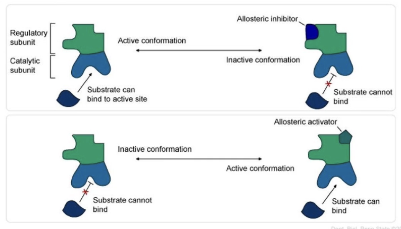 <ul><li><p class="">Allosteric regulation = regulation of protein function by binding of a molecule at a site other than the active site</p></li><li><p class="">Binding causes a conformational (shape) change</p></li><li><p class="">Molecules involved are called <strong>allosteric modulators</strong></p><ul><li><p class=""><strong>Positive modulators (activators):</strong> enhance protein activity</p></li><li><p class=""><strong>Negative modulators (inhibitors):</strong> reduce protein activity</p></li></ul></li></ul><p></p>