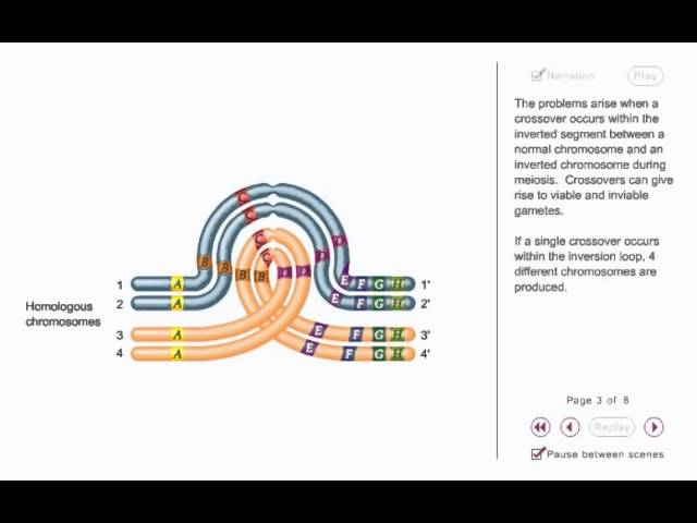 <p>Caused by alignment of normal and inverted homolog, crates a dicentric chromosome leading to a loss of the acentric fragment </p>
